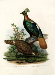 Faisán Monal del Himalaya, 1864